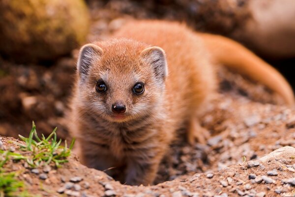 Animais selvagens bonitos