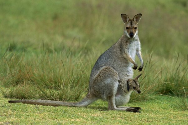 Kangaroo and baby kangaroo. Marsupial mammal