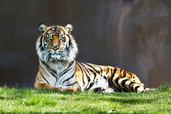 El tigre yace en la hierba y Mira hacia adelante con interés