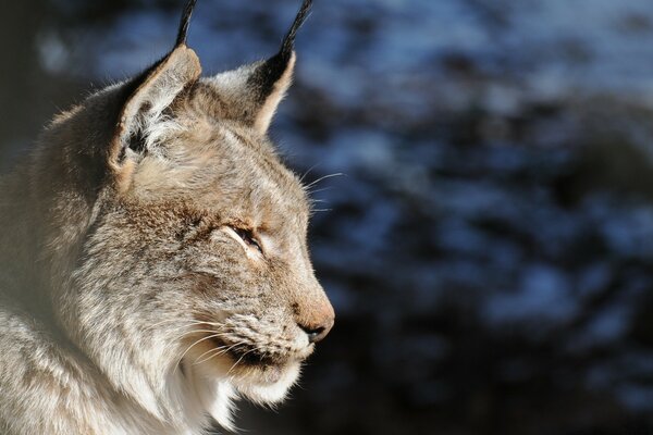 Portrait of a wild cat in the forest