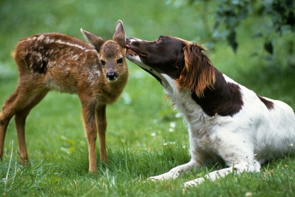 Animales en la naturaleza verde