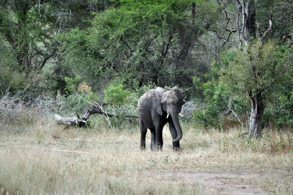 The elephant is in a hurry to drink. A mammal in the forest