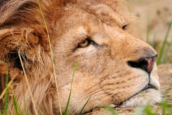 Un Lion fatigué se repose dans l herbe