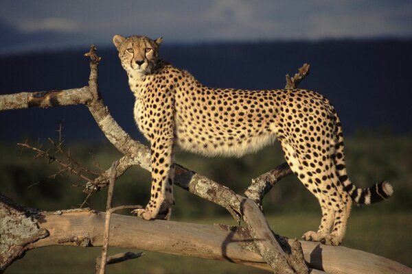 Il gatto leopardo cammina a piedi