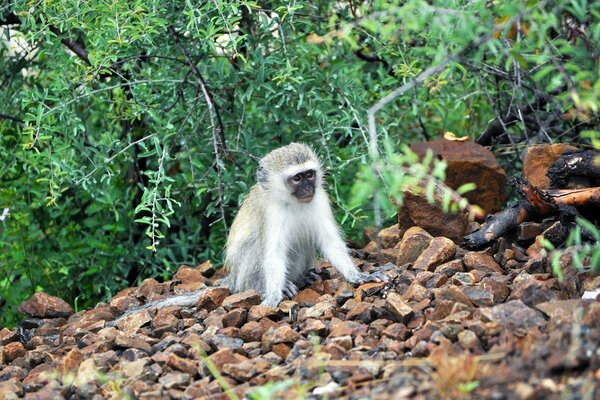 Bonito macaco descansando nas pedras