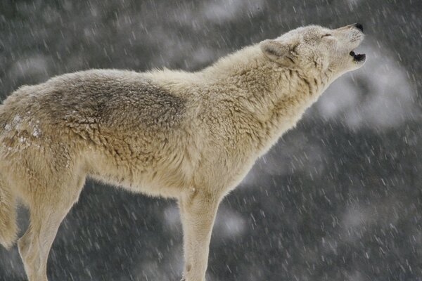 Howling wolf on the background of snow