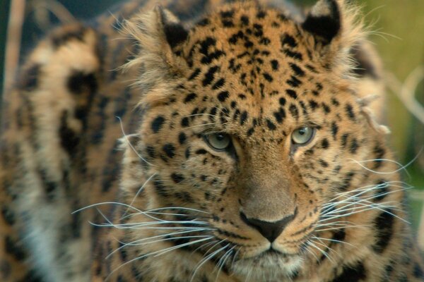 Leopardo selvaggio bellissimo gatto