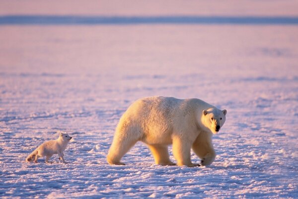 Pauvre ours et Scribe dans la neige glaciale