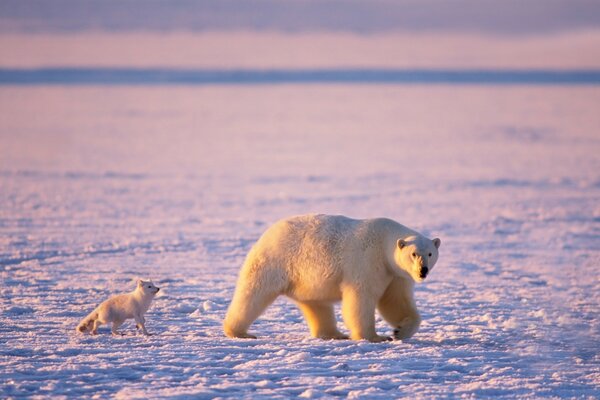 A polar bear is coming, followed by a polar fox