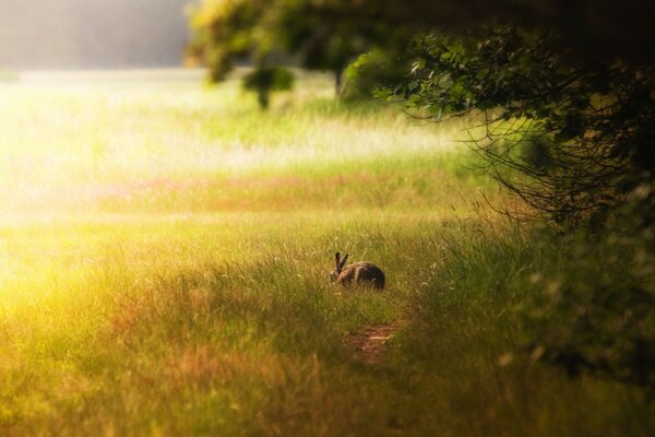 Sonniges Gras in freier Wildbahn