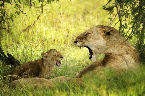 Leonessa e leone in natura