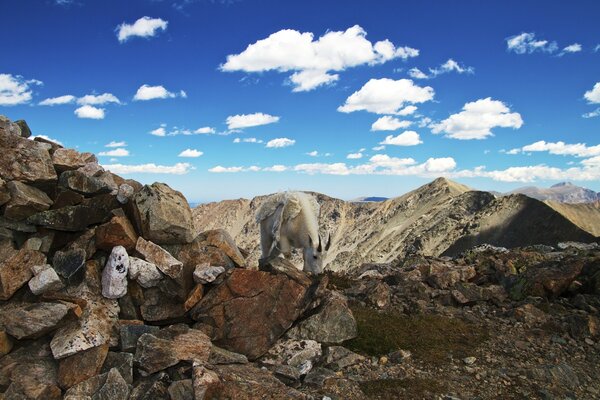 Cabra blanca contra el cielo en las montañas