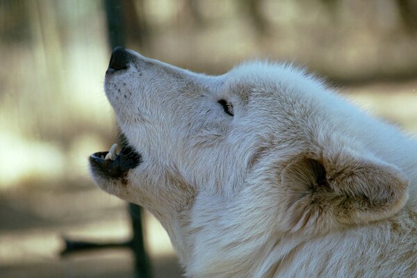 The white wolf howls at the moon