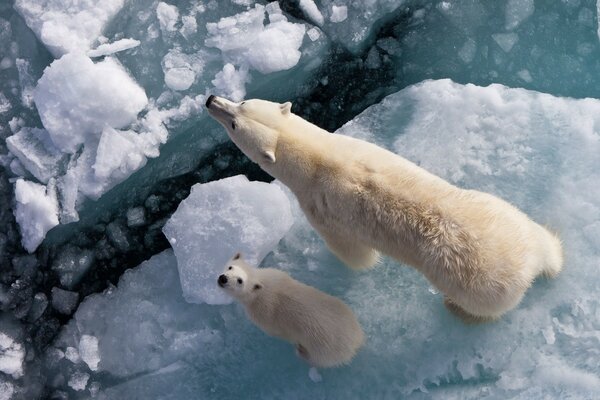 Oso polar con su oso en un témpano de hielo