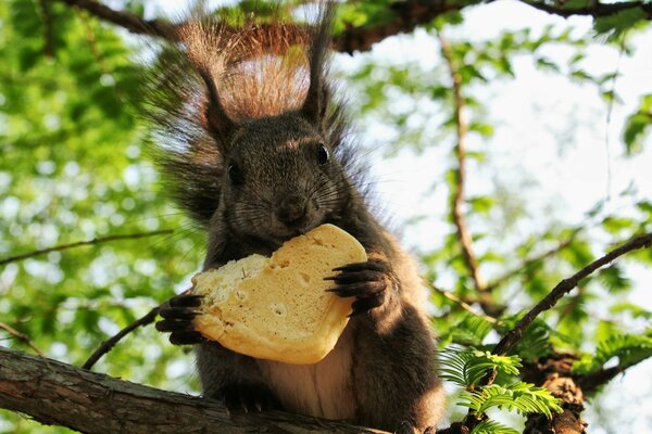 Eichhörnchen nagt an einer Scheibe Brot am Baum