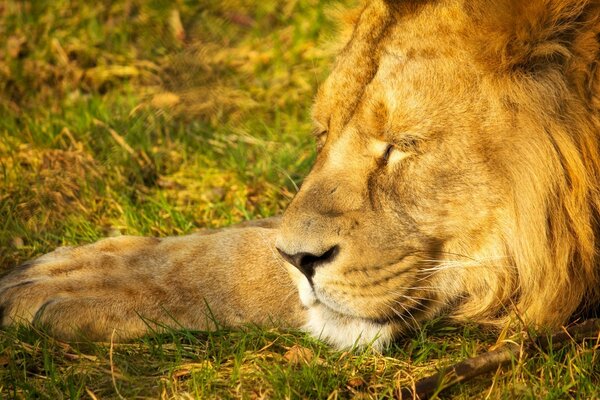 The lion is resting on the grass under the sun