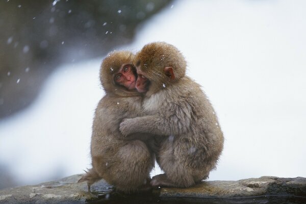 Two monkeys huddled together in the snow