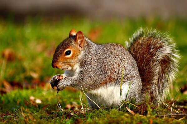 A squirrel in the grass is gnawing a nut