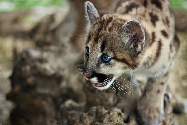 Raspberry wildcat sneaking