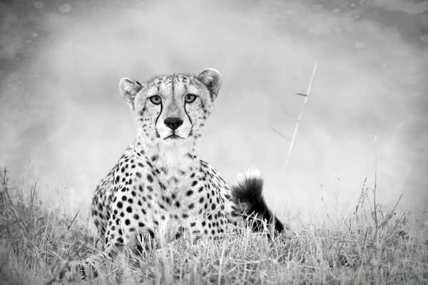 Leopard verbarg sich vor dem Sprung