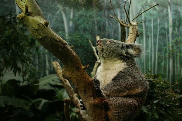 Il koala guarda malinconicamente l eucalipto