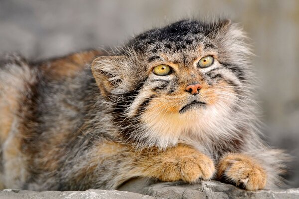 Chat sauvage dans un environnement naturel