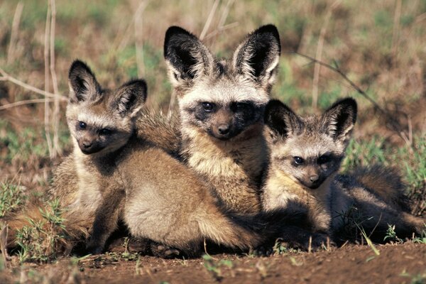 Familia con lobos en la naturaleza