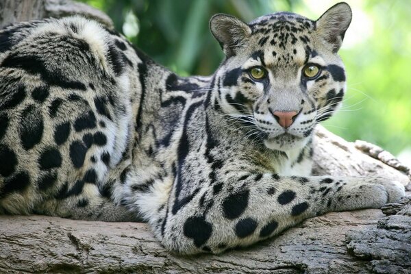 The cat is resting sitting on a tree