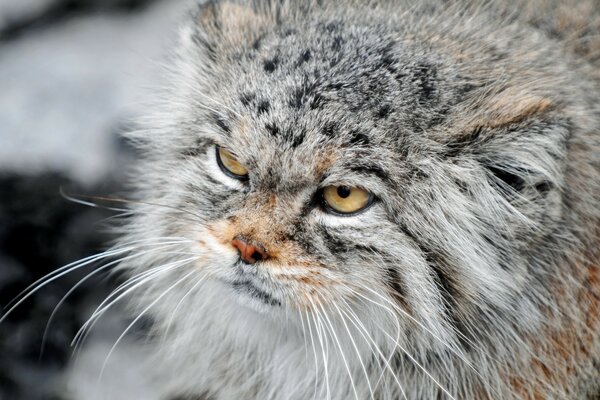 Unzufriedene Katze in freier Wildbahn