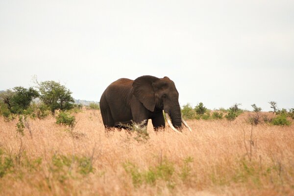 Elephant in the savannah will eat grass