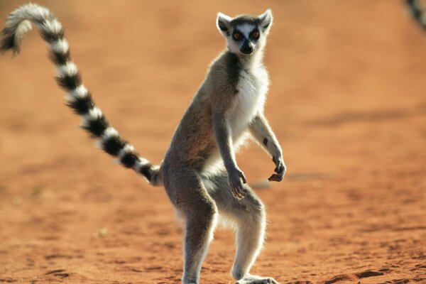 Limour al aire libre en la naturaleza