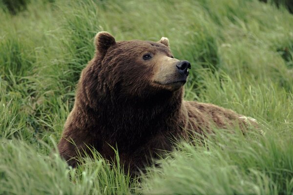 Urso descansando em um prado verde