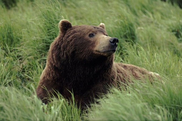 Медведица отдыхает на зеленом лугу