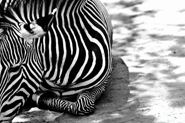 Foto in bianco e nero di una zebra sdraiata a terra