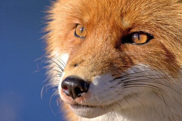 Large image of a fox s face