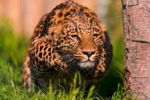 A leopard while stalking a victim