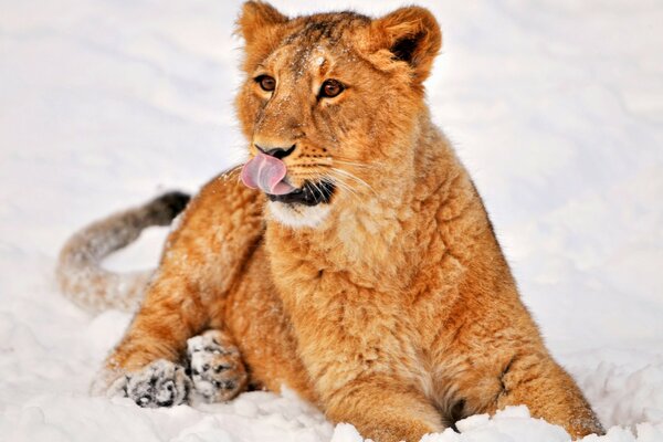 A wild cat lay down on the snow