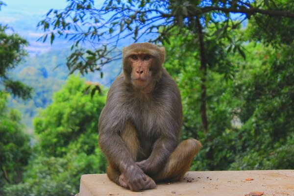 The monkey is sitting on the edge of the stone