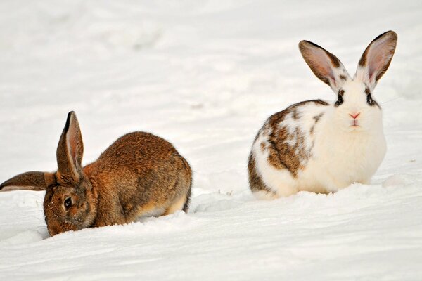 Red and white hares in the snow