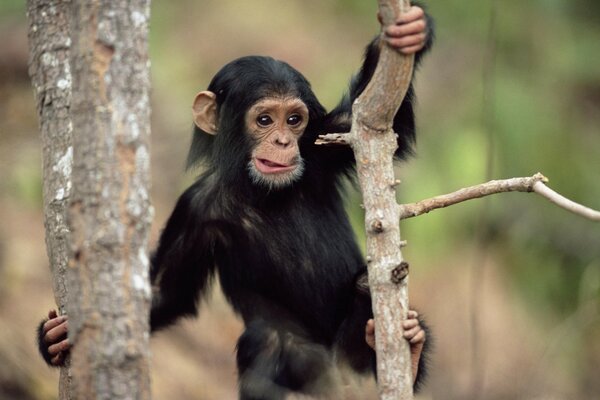 A surprised monkey looks down from a tree