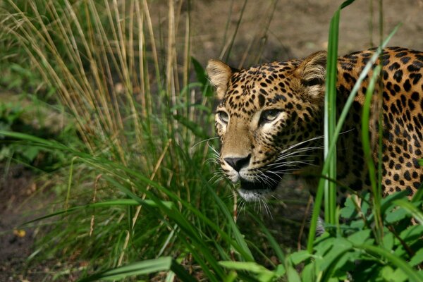 Wild cat in ambush during hunting