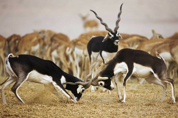 Les antilopes se battent pour les droits dans la nature