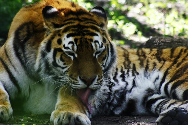 Un tigre muy grande descansa