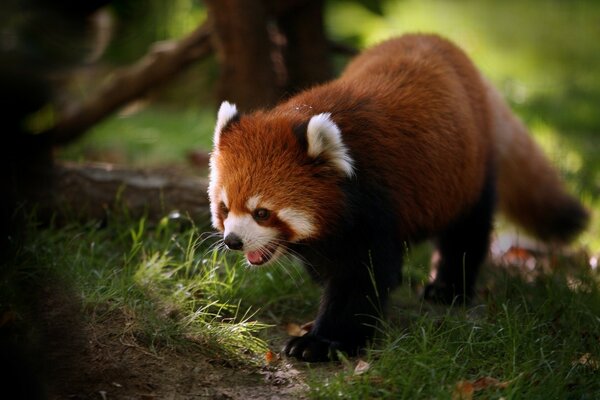 Roter kleiner Panda im Wald