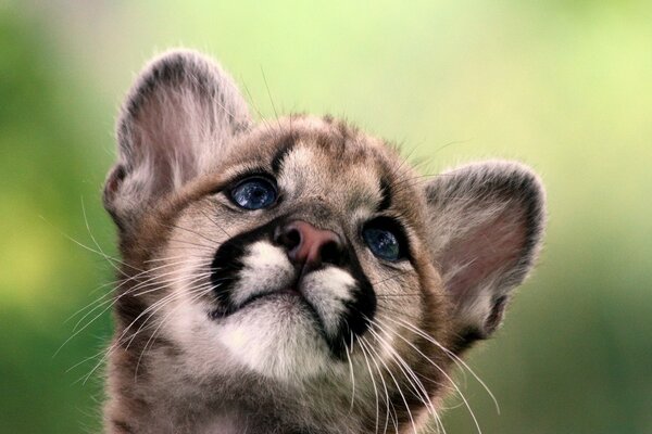 Wild cat looks up