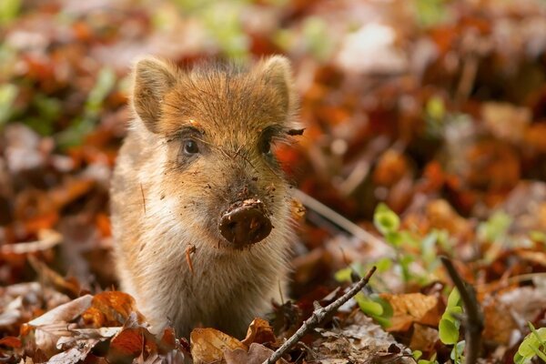 Ein Wildschwein im Herbstwald. Gelbes Laub