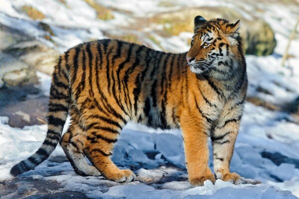 Tiger, der eine Katze unter Winterbedingungen raubt