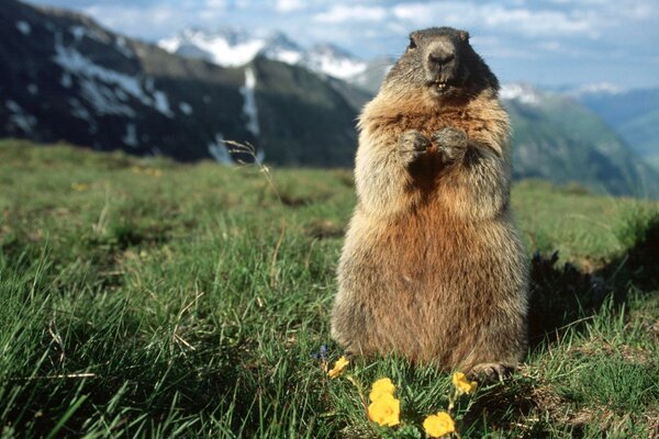 Marmota surpresa em um campo verde