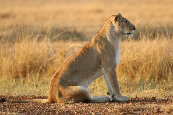 Leonessa Gatto della fauna selvatica