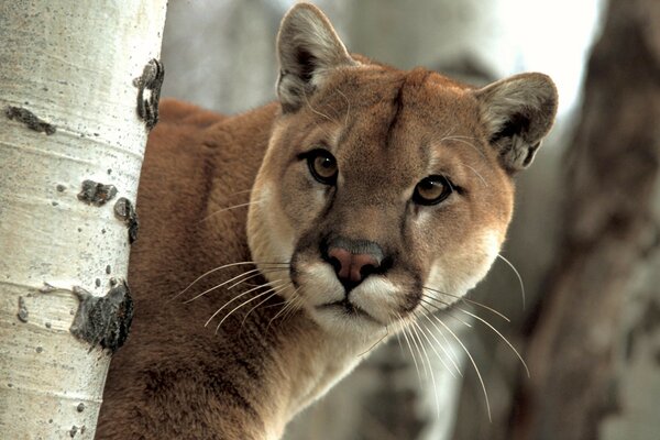 Portrait d un chat de la faune